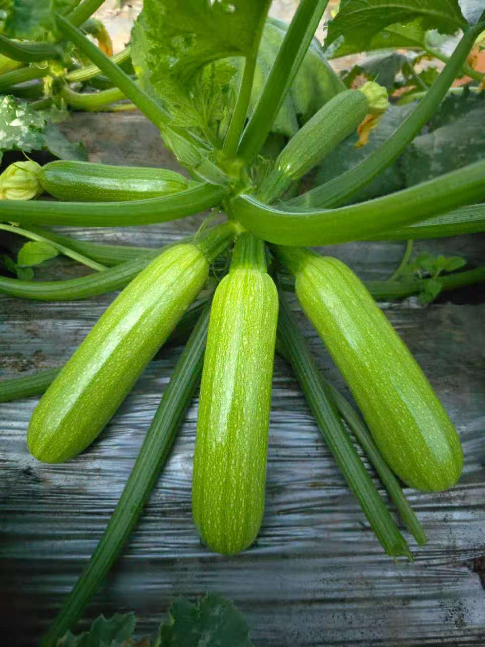 烟台西葫芦种子（系列）